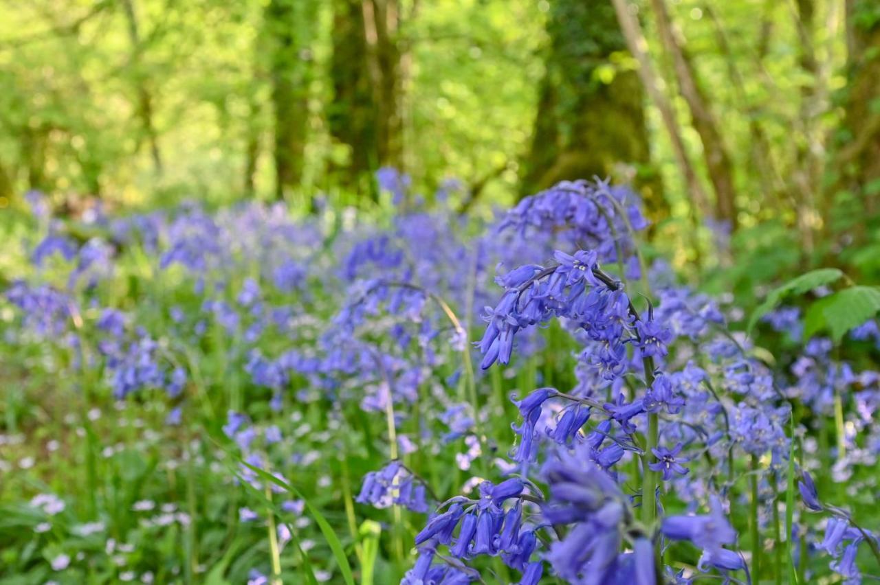Wray Valley Moretonhampstead Kültér fotó